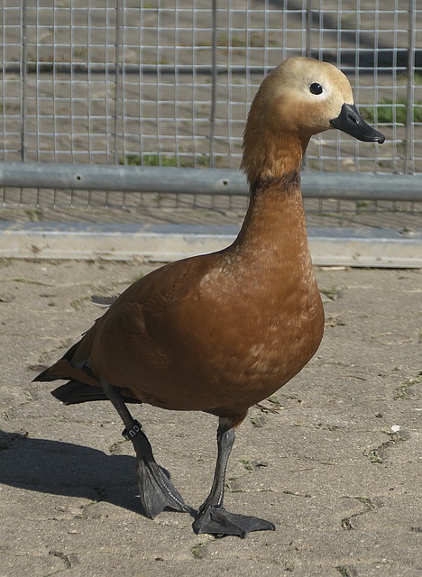 在前